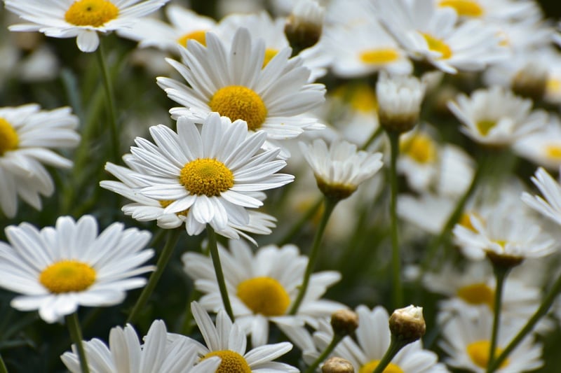 Colorful Flowers